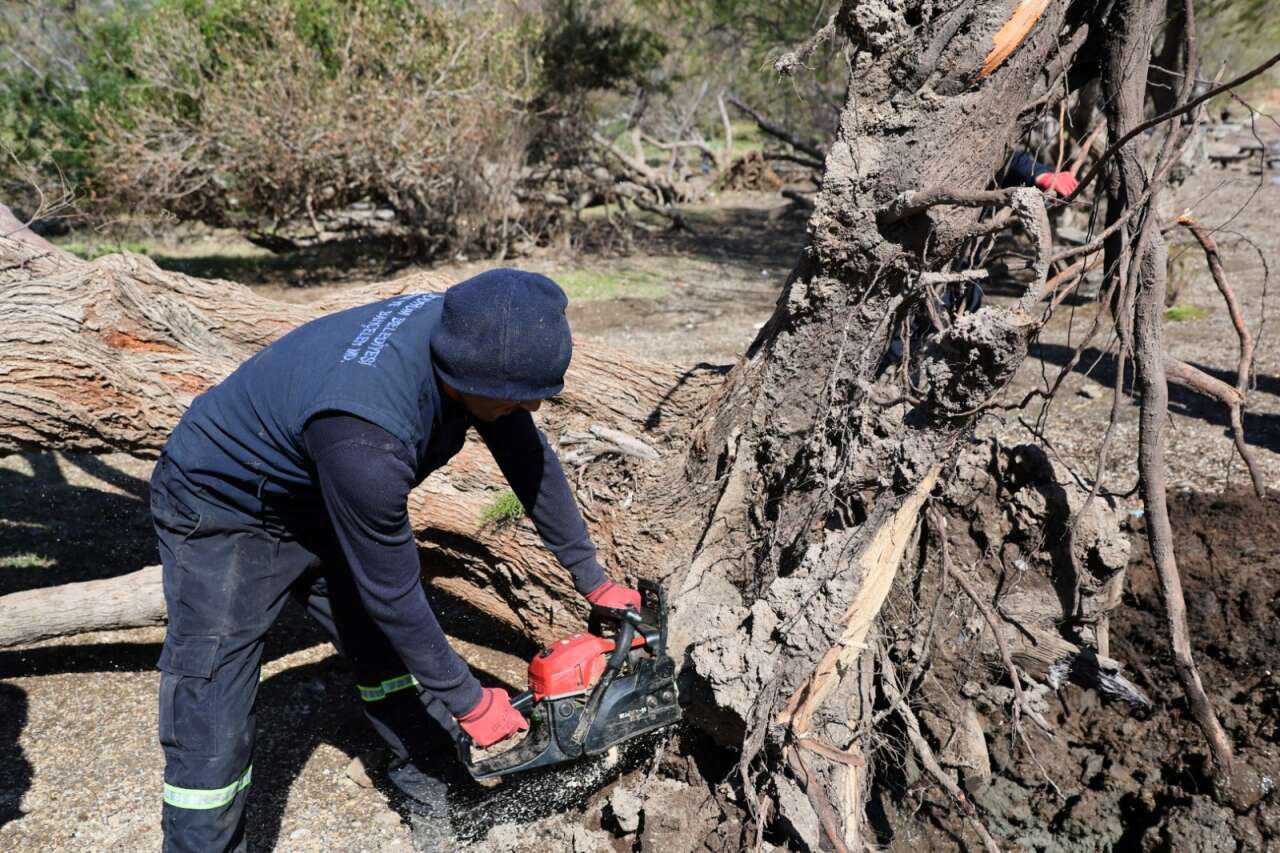 Fırtınada Devrilen Ağaçlar Bodrum’da Yeniden Toprakla Buluştu 4